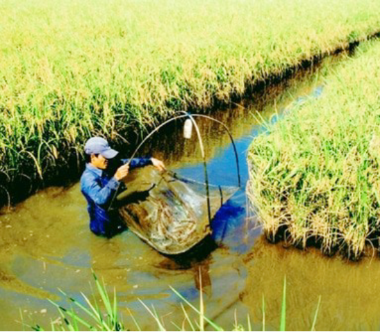 Mô hình nuôi tôm kết hợp với trồng lúa ở đồng bằng sông Cửu Long